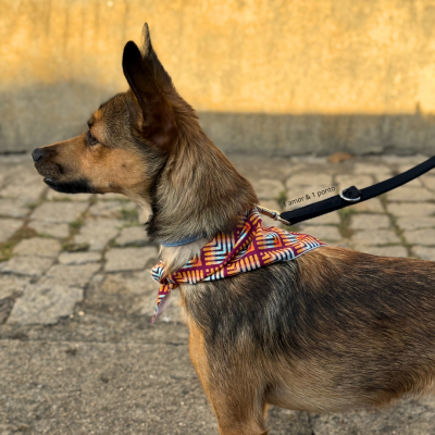 C&#x00E3;ojunto&#x20;Patinhas