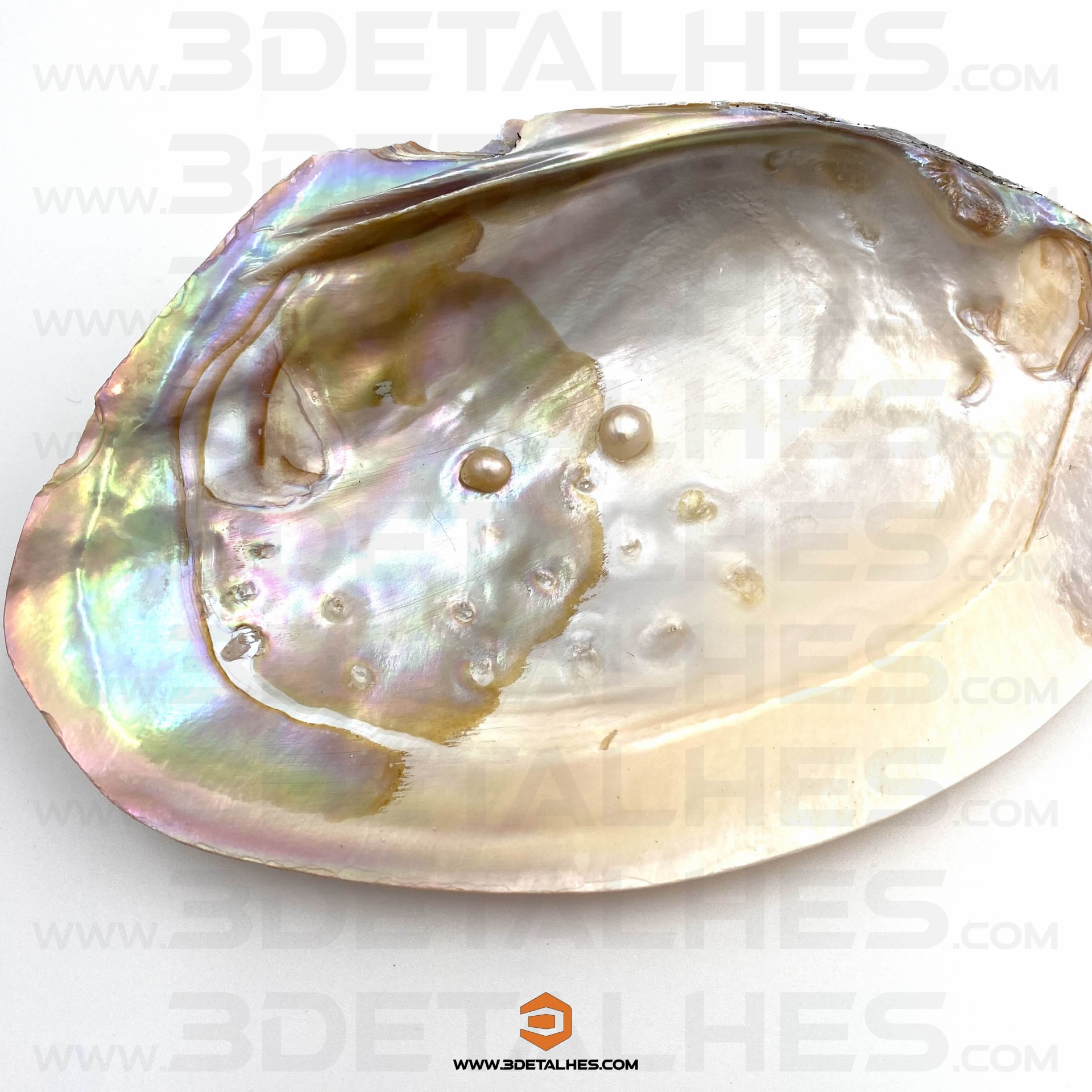 Concha Madrepérola Natural