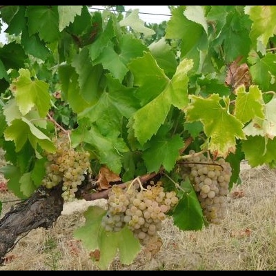 OS VINHOS DA BEIRA INTERIOR- UMA SURPREENDENTE (RE)DESCOBERTA