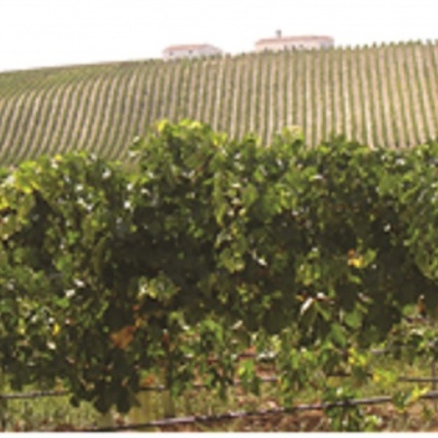 Vinhos do Alentejo