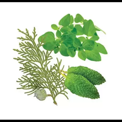 DŌTERRA Óleo Essencial AromaTouch - 5 ml | Mistura de Massagem