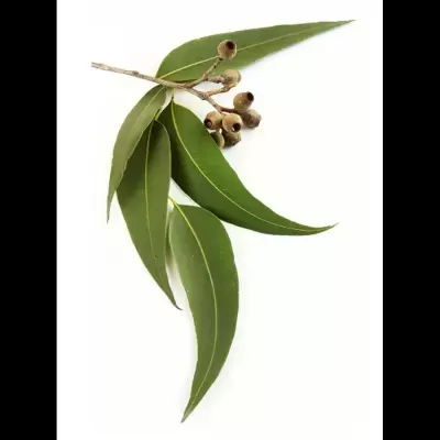 DŌTERRA Óleo Essencial de Eucalipto - 15 ml