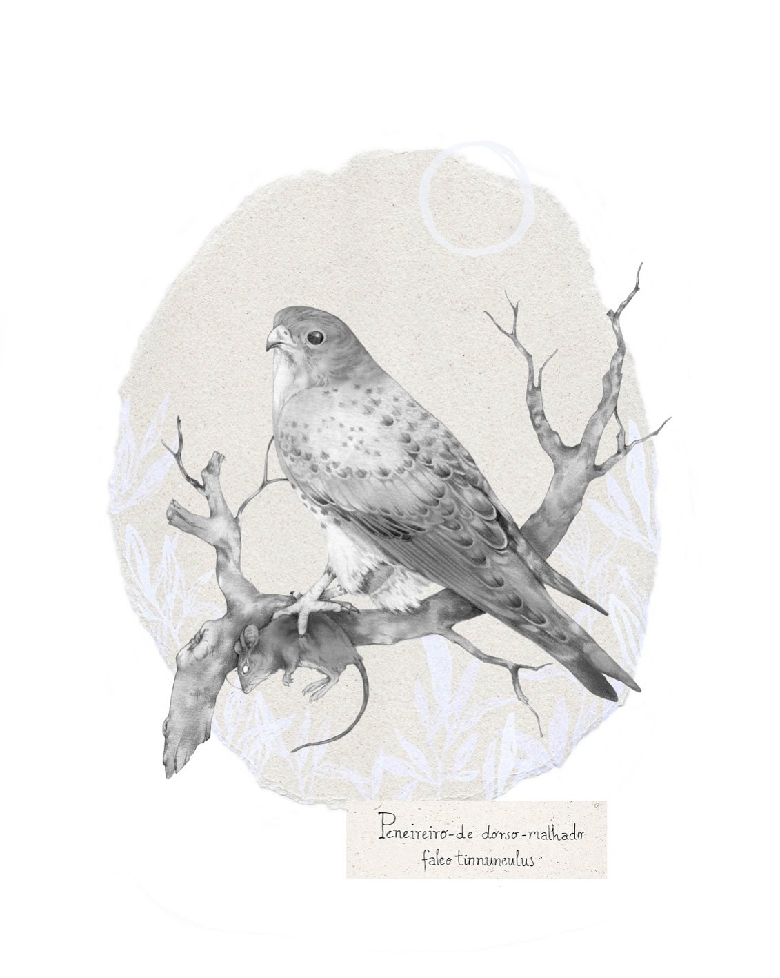 ILUSTRAÇÃO "PENEIREIRO-DE-DORSO-MALHADO" INÊS FLOR ILUSTRAÇÃO "PENEIREIRO-DE-DORSO-MALHADO" INÊS FLOR