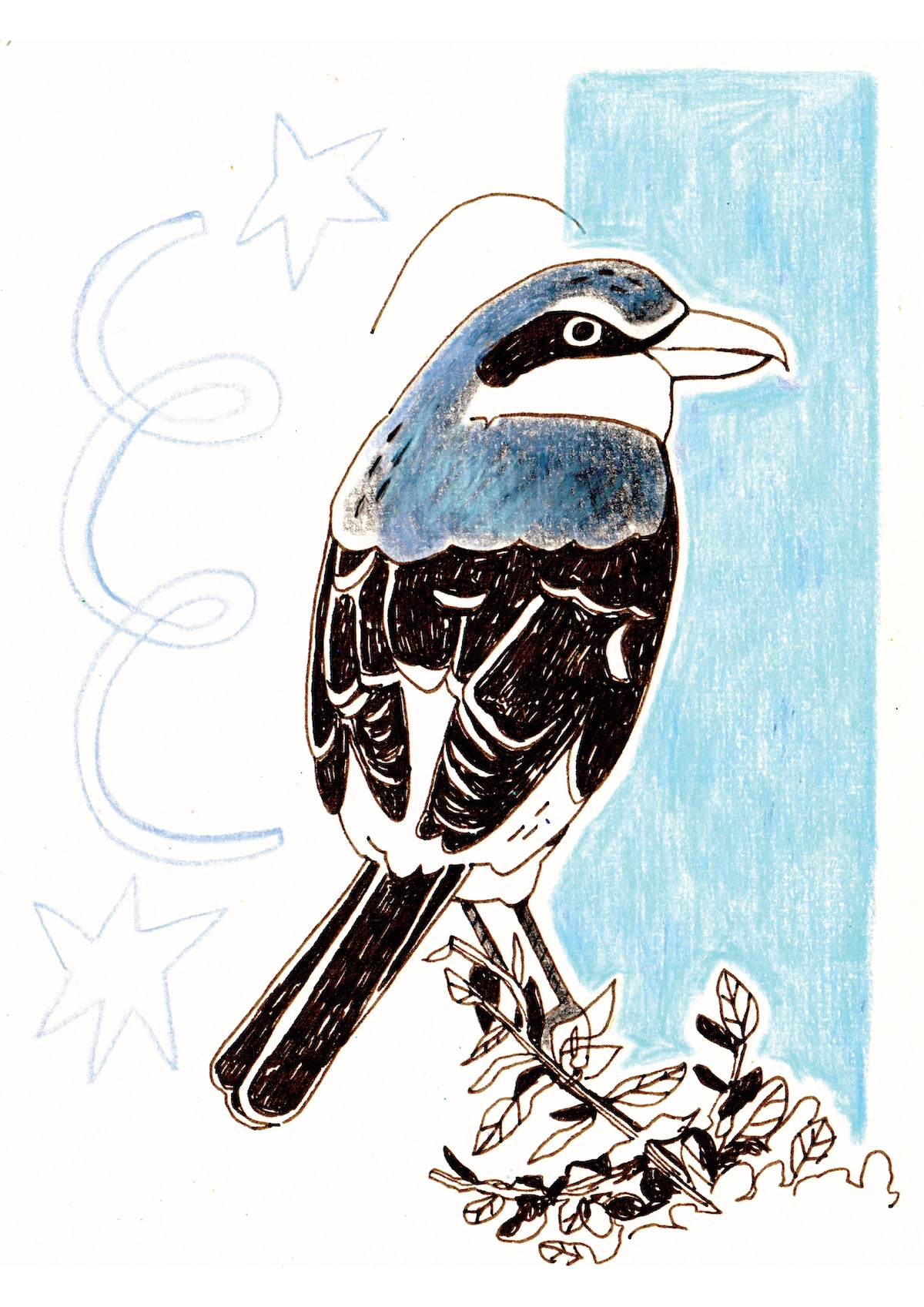 ILUSTRAÇÃO "PICANÇO REAL MERIDIONAL" MENDI MENDES ILUSTRAÇÃO "PICANÇO REAL MERIDIONAL" MENDI MENDES