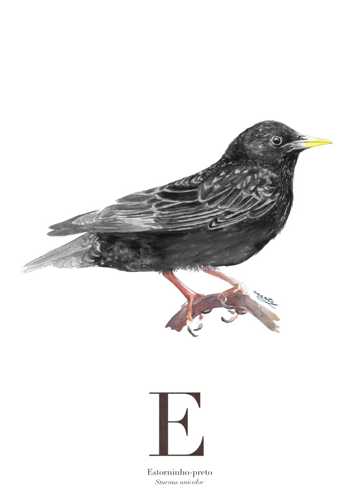 ILUSTRAÇÃO "E" ANA RITA ROBALO ILUSTRAÇÃO "E" ANA RITA ROBALO