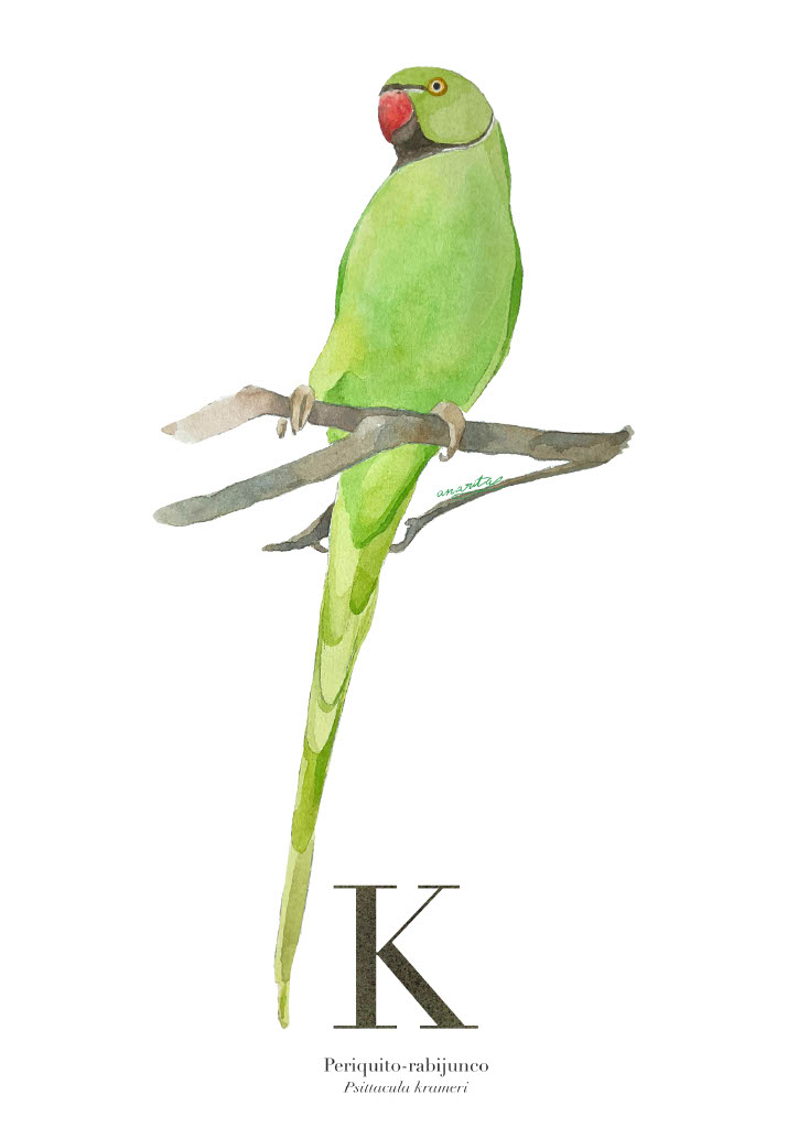 ORIGINAL "K" ANA RITA ROBALO ORIGINAL "K" ANA RITA ROBALO