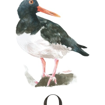 ILUSTRAÇÃO "O" ANA RITA ROBALO