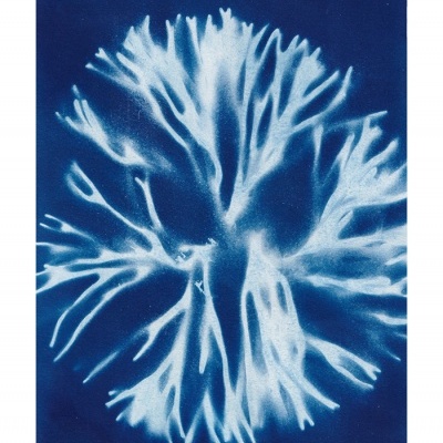 ORIGINAL "AZUL PACIFICO" CLÁUDIA SALGUEIRO