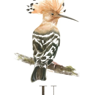 ILUSTRAÇÃO "U" ANA RITA ROBALO