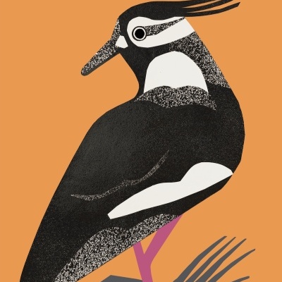 ILUSTRAÇÃO "ABIBE" IGA NAWARA