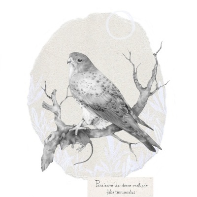 ILUSTRAÇÃO "PENEIREIRO-DE-DORSO-MALHADO" INÊS FLOR