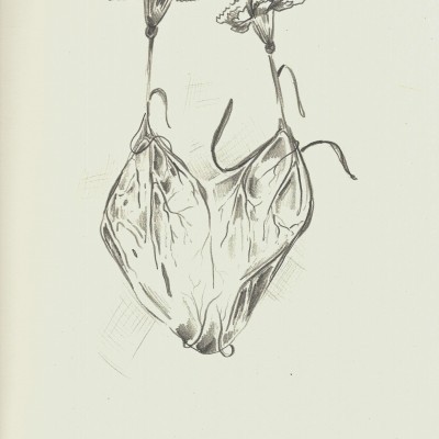 EXPOSIÇÃO "VAI FICAR TUDO BEM" - "A NATUREZA NOS VAI SALVAR III" DE EVA POLICARPO