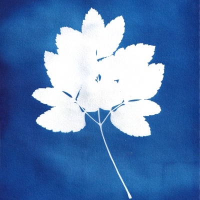 ORIGINAL "SER SOMBRA NOVE" CLÁUDIA SALGUEIRO