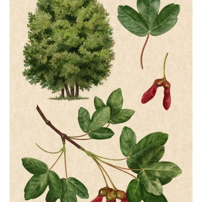 ILUSTRAÇÃO "ZÊLHA" CAROLINA M CORREIA