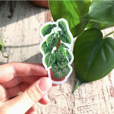 ÍMAN SYNGONIUM FROSTED HEART PLANTYINTROVERTS