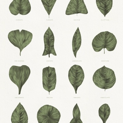 ILUSTRAÇÃO "LEAF SHAPES" CLÁUDIA SALGUEIRO
