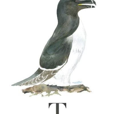 ORIGINAL "T" ANA RITA ROBALO