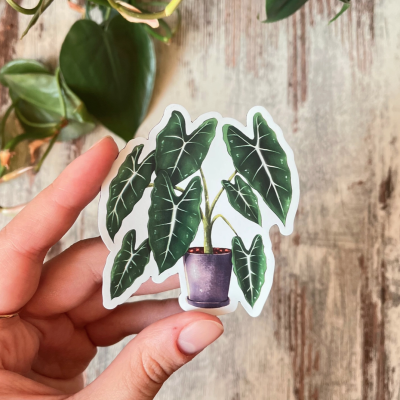 ÍMAN ALOCASIA FRYDEK PLANTYINTROVERTS