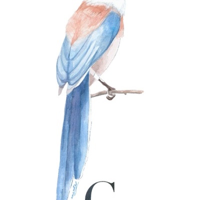 ILUSTRAÇÃO "C" ANA RITA ROBALO