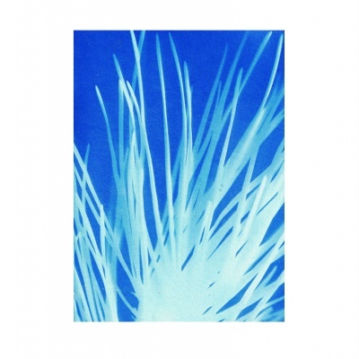 ILUSTRAÇÃO A4 "CIANOTIPIA - PINHEIRO" CLAÚDIA SALGUEIRO