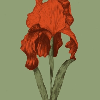 ILUSTRAÇÃO "FLOR DE IRIS" CLÁUDIA SALGUEIRO