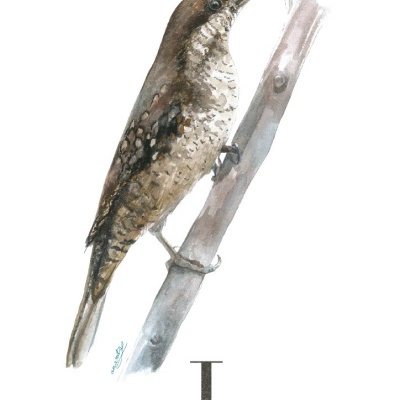 ILUSTRAÇÃO "J" ANA RITA ROBALO