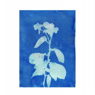 ILUSTRAÇÃO A4 "CIANOTIPIA" CLAÚDIA SALGUEIRO