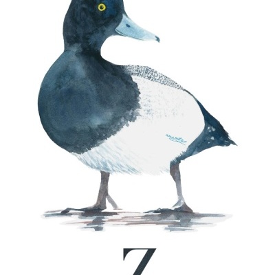 ILUSTRAÇÃO "Z" ANA RITA ROBALO