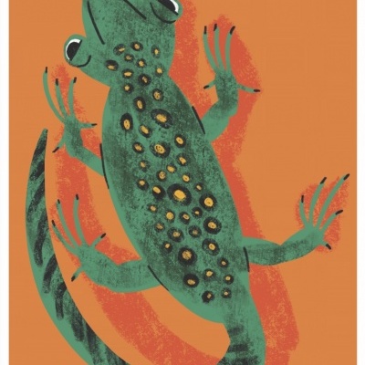 ILUSTRAÇÃO "LAGARTO" MATILDE HORTA