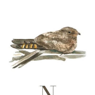 ILUSTRAÇÃO "N" ANA RITA ROBALO