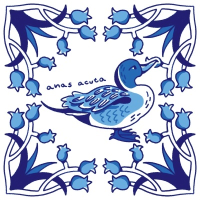 ILUSTRAÇÃO "AZULEJOS DE CASA - ANAS ACUTA" MENDI MENDES