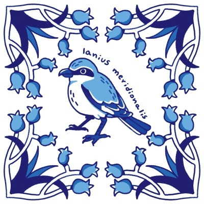 ILUSTRAÇÃO "AZULEJOS DE CASA - LANIUS MERIDIONALIS" MENDI MENDES