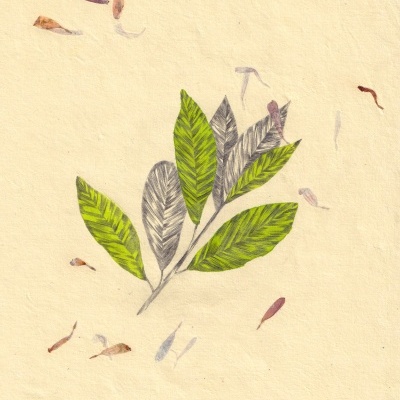 ORIGINAL "VERDE PÉTALA" CLÁUDIA SALGUEIRO