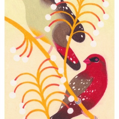 ILUSTRAÇÃO "BENGALI VERMELHO" AMANDA BAEZA