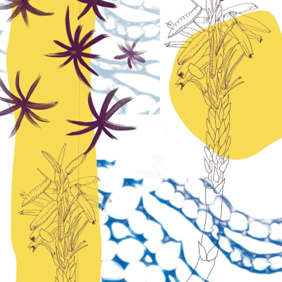 ILUSTRAÇÃO "SALTY SUMMER" FRANCISCA COSTA