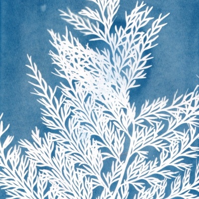 ORIGINAL "SER SOMBRA SETE" CLÁUDIA SALGUEIRO