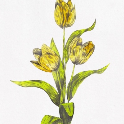 ORIGINAL "VERDE TÚLIPA" CLÁUDIA SALGUEIRO