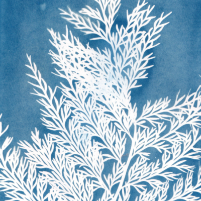 POSTAL "SER SOMBRA SETE" CLÁUDIA SALGUEIRO