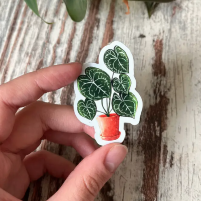 ÍMAN ANTHURIUM CLARINERVIUM SWEETHEART PLANTYINTROVERTS