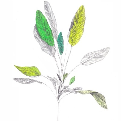 ORIGINAL "VERDE LIMBO" CLÁUDIA SALGUEIRO