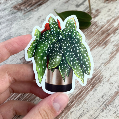 ÍMAN BEGONIA MACULATA EM VASO PLANTYINTROVERTS