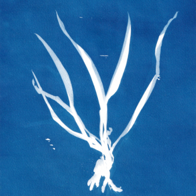 POSTAL "SER SOMBRA OITO" CLÁUDIA SALGUEIRO