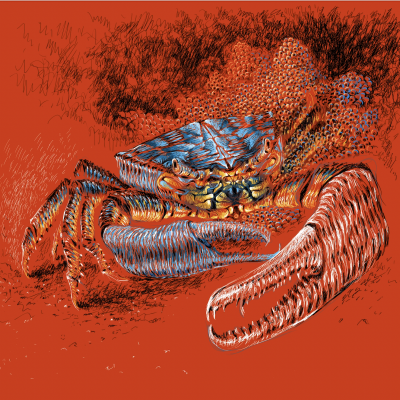 ILUSTRAÇÃO " CARANGUEJO " PABLO QUIROGA DEVIA