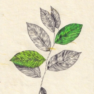 ORIGINAL "VERDE FOLHA" CLÁUDIA SALGUEIRO