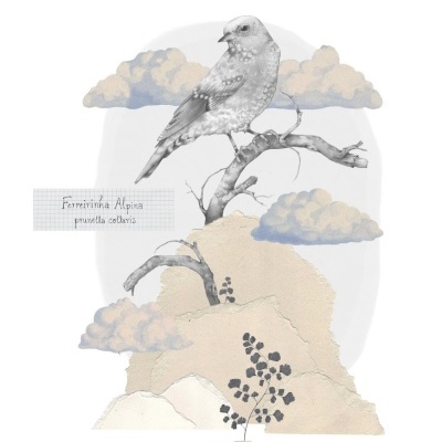 ILUSTRAÇÃO "FERREIRINHA-ALPINA" INÊS FLOR