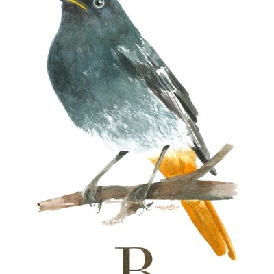 ILUSTRAÇÃO "R" ANA RITA ROBALO