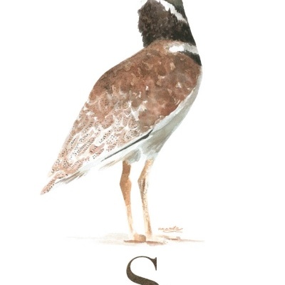 ILUSTRAÇÃO "S" ANA RITA ROBALO