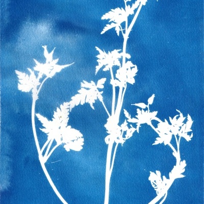 ORIGINAL "SER SOMBRA CINCO" CLÁUDIA SALGUEIRO