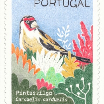 ILUSTRAÇÃO "PINTASSILGO" BÁRBARA AMARAL