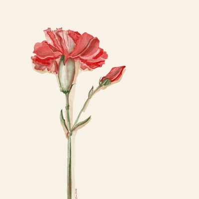 ILUSTRAÇÃO "LIBERDADE" MARIA JOÃO FARIA